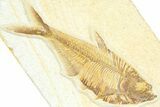 Detailed Fossil Fish (Diplomystus) - Wyoming #367558-1